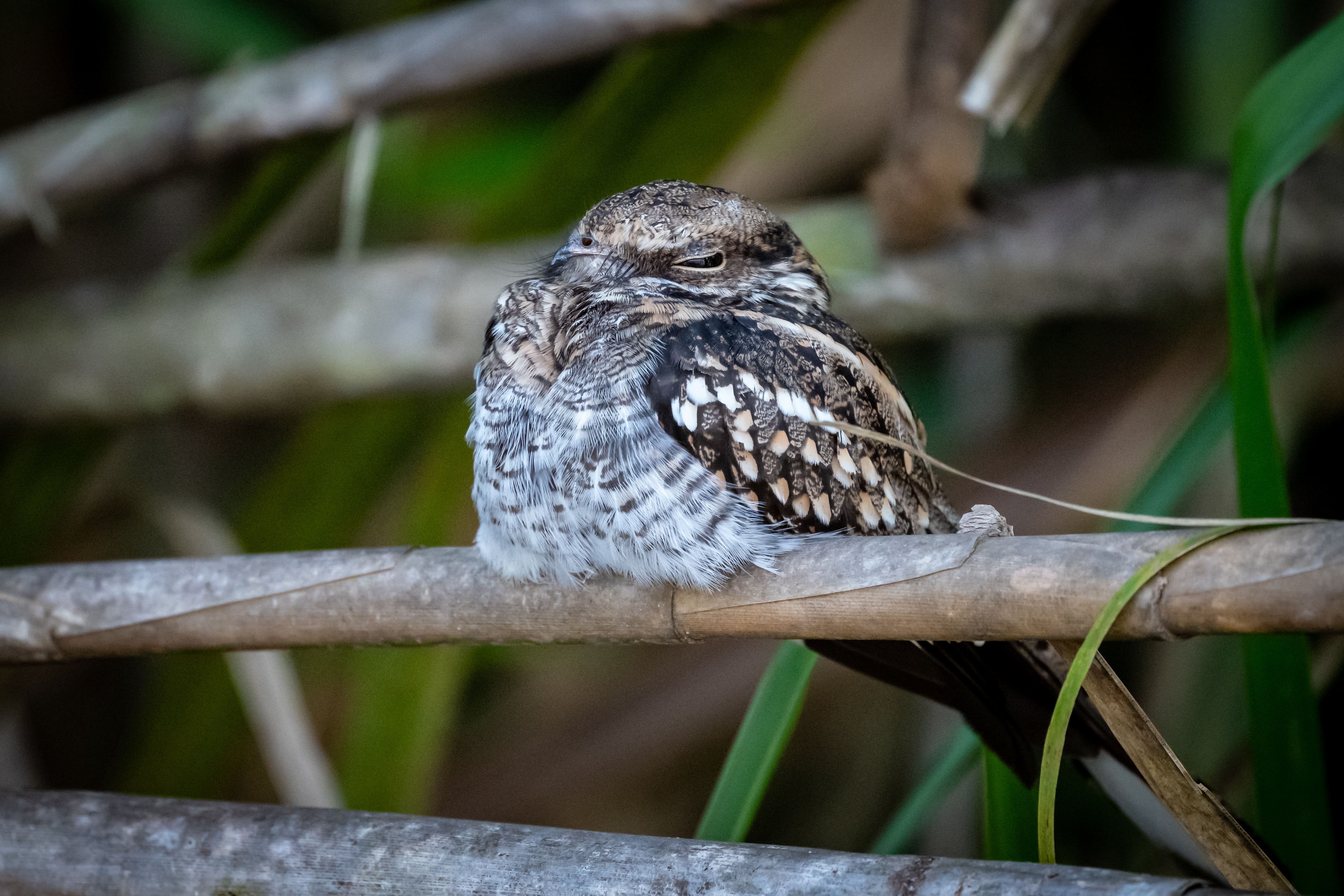 Amazon expedition photo 3